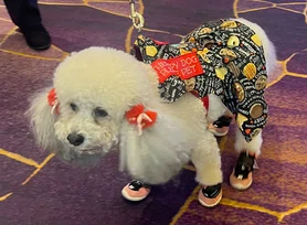 poodle-pic.jpg